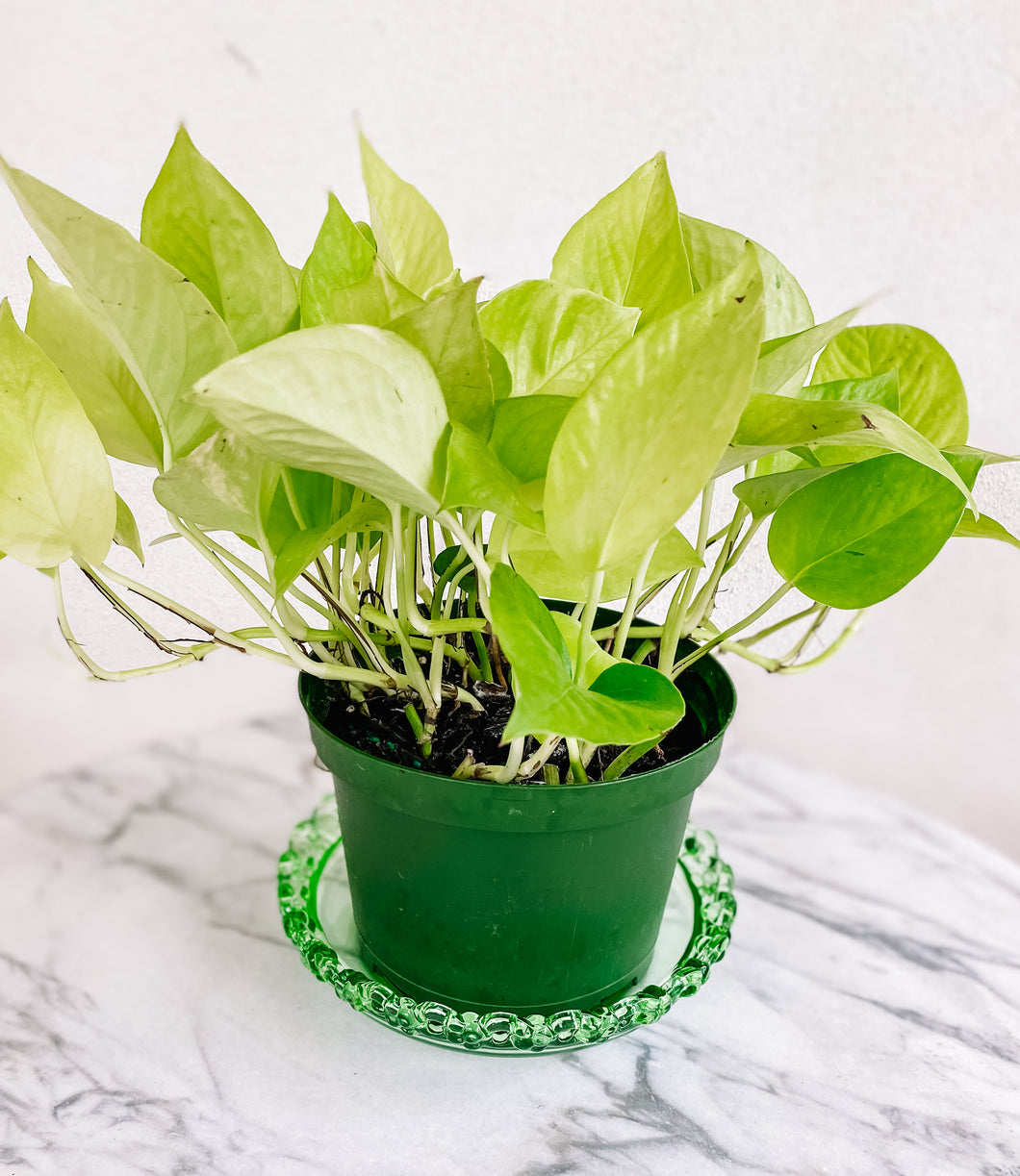 Vintage ribbon glass dish